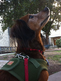 Bella looking for squirrels