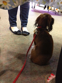 Bella's veiw of a book signing